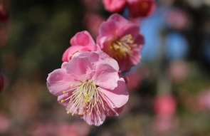 nabana-no-sato-winter-flower