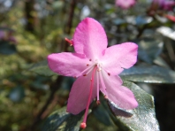 fleur-rose-montagne-cangshan
